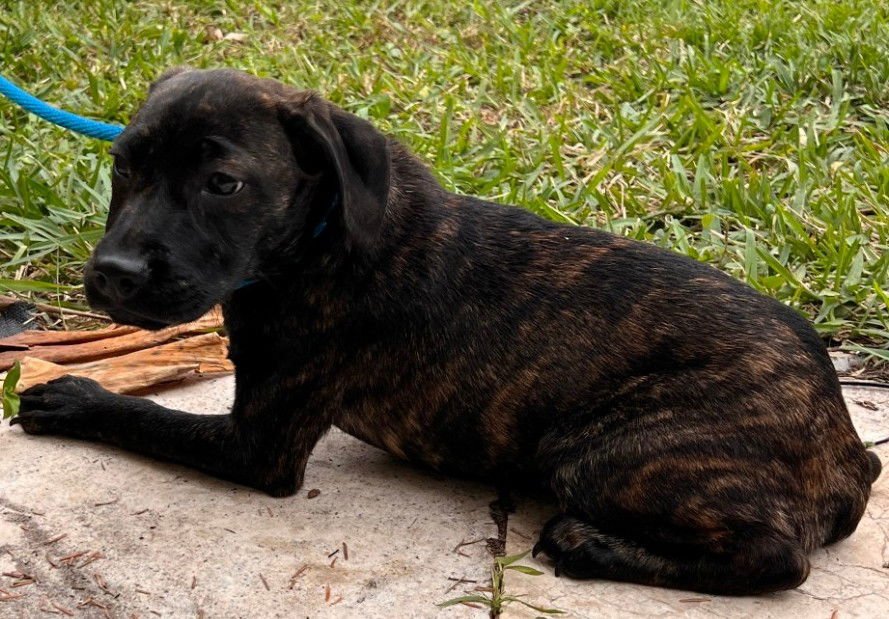 FLOPSEY - Pointer / Boxer available for adoption