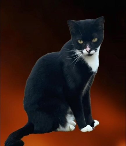 RIZZO - PETSMART PLANTATION FOSTER HOME - Domestic Short Hair available for adoption