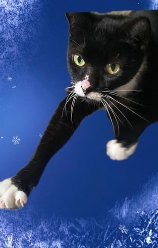 RIZZO - PETSMART PLANTATION FOSTER HOME - Domestic Short Hair available for adoption