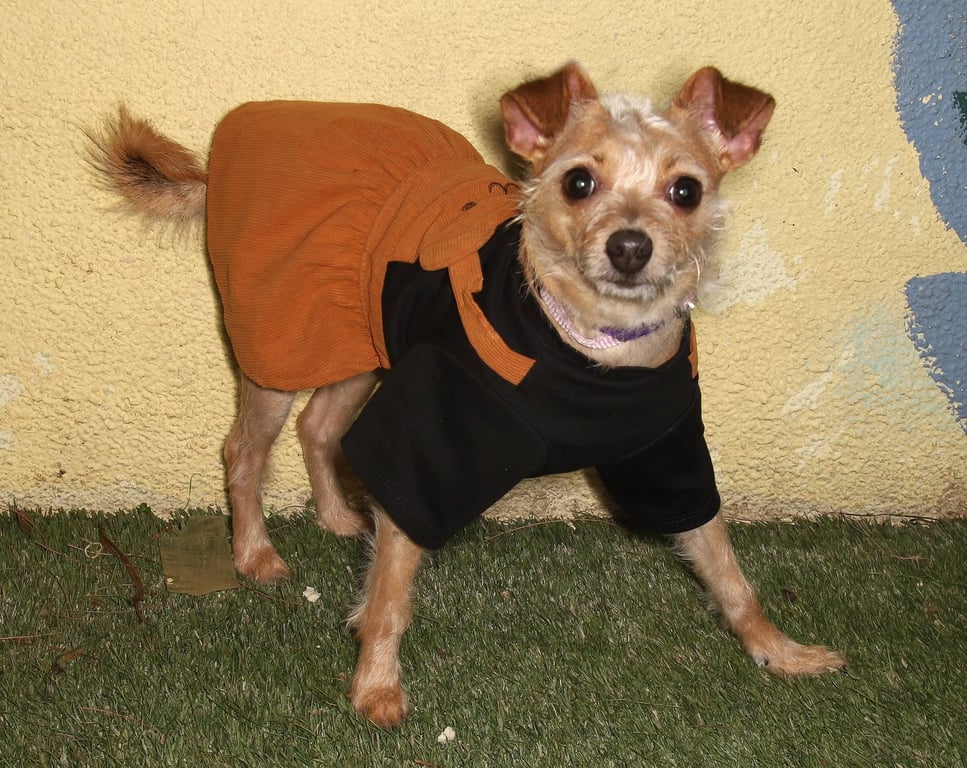 Linda Image