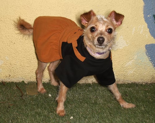 LINDA - Chihuahua / Yorkshire Terrier Yorkie available for adoption