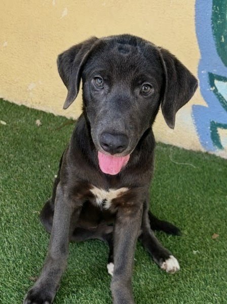 FRANNY - Mastiff / Labrador Retriever available for adoption