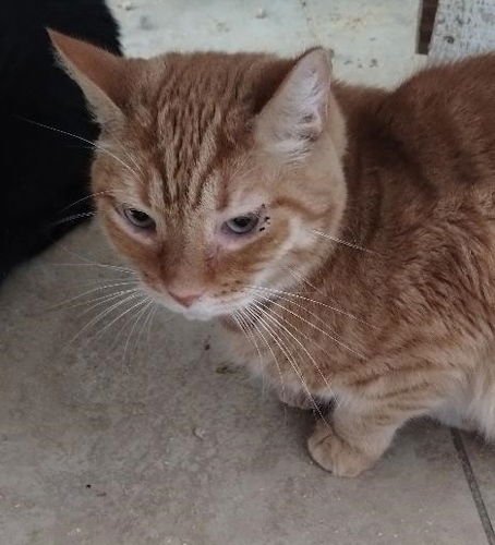 STANLEY - Domestic Short Hair available for adoption