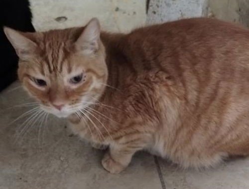 STANLEY - Domestic Short Hair available for adoption