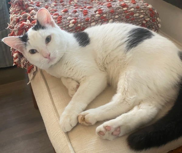 MINIO - PETSMART PLANTATION - Domestic Short Hair available for adoption