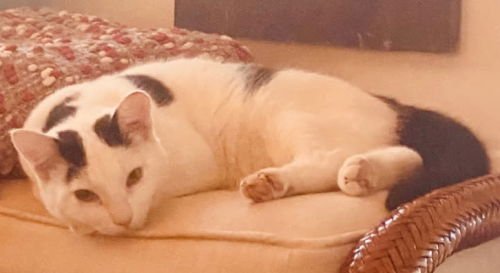 MINIO - PETSMART PLANTATION - Domestic Short Hair available for adoption