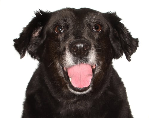 KATRINA - Border Collie available for adoption