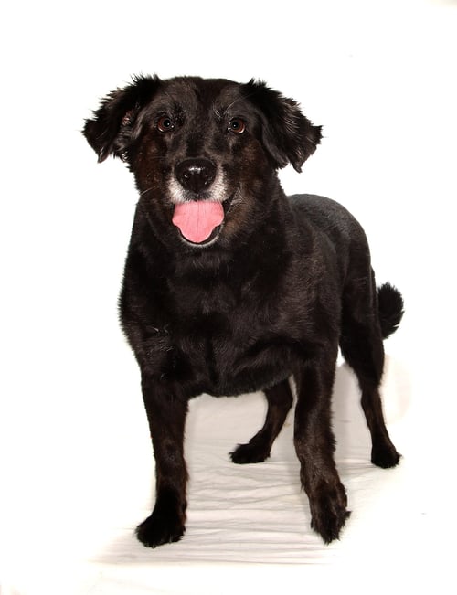 KATRINA - Border Collie available for adoption