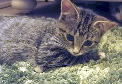 BEASTI - PETSMART PLANTATION FOSTER HOME - Domestic Short Hair available for adoption