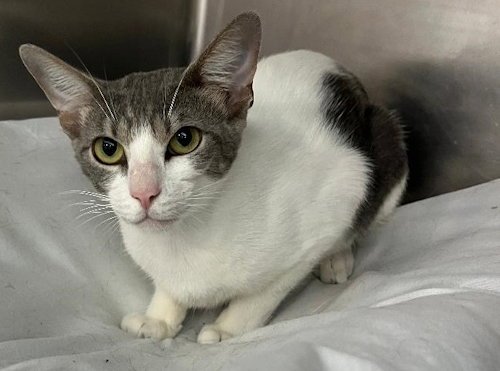MAGGI -PSP - Domestic Short Hair available for adoption