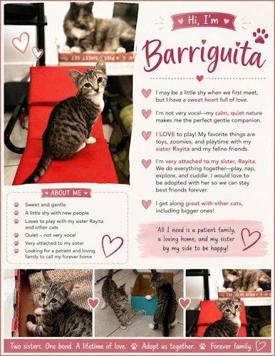 BARRIGUITA - - Domestic Short Hair available for adoption