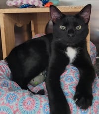 Nemo - PSP - Photo 1