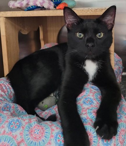 NEMO - PSP - Domestic Short Hair available for adoption