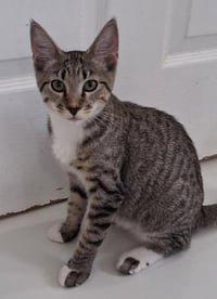 Zina - PSP Foster Home - Photo 1