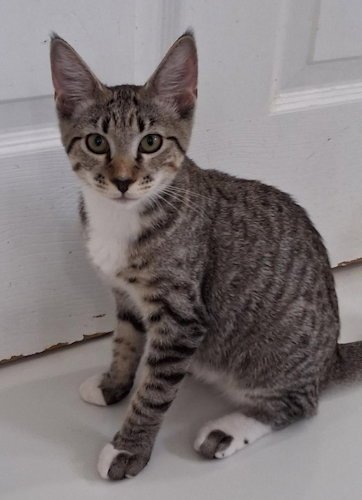 ZINA - PSP FOSTER HOME - Domestic Short Hair available for adoption