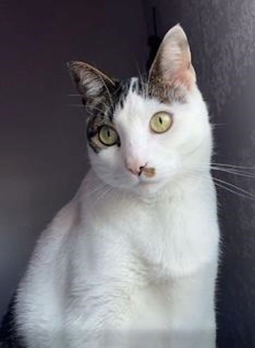 LARRY THE CAT - Domestic Short Hair available for adoption