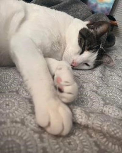 LARRY THE CAT - Domestic Short Hair available for adoption