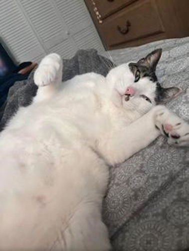 Larry the Cat - Photo 3