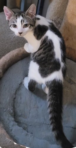 MOSCATO - PSP FOSTER HOME - Domestic Short Hair available for adoption