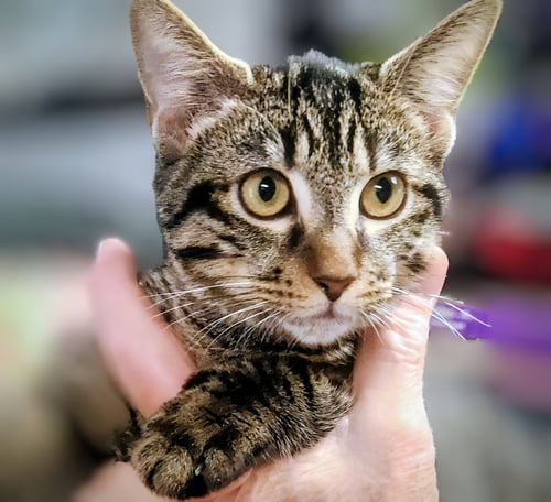 CLINT -PSA - Domestic Short Hair available for adoption