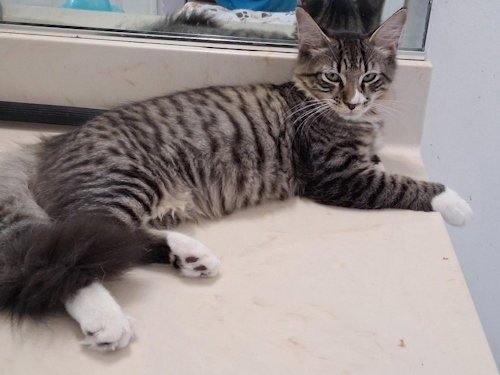 ZEUS - PSP FOSTER HOME