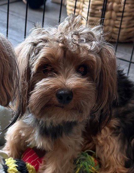 PRINCE - Yorkshire Terrier Yorkie available for adoption