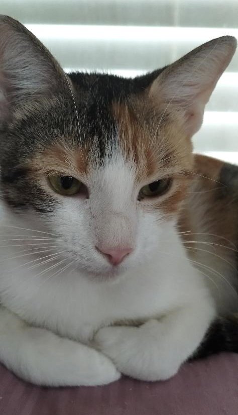 BRITTANY - CENTER - Domestic Short Hair available for adoption