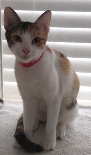 BRITTANY - CENTER - Domestic Short Hair available for adoption