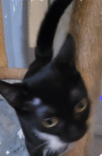THUMBELINA - PSP FOSTER HOME - Domestic Short Hair available for adoption