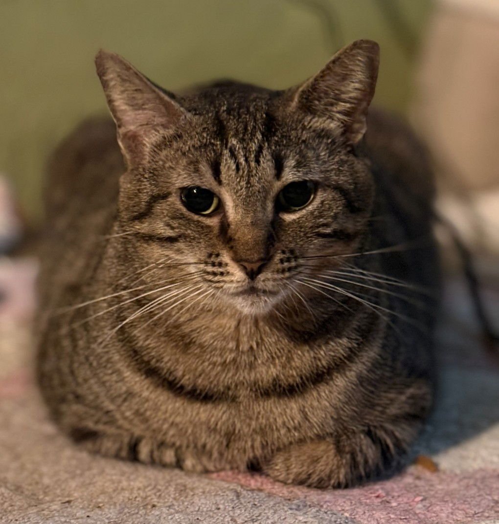 ROSIE PSP - American Shorthair available for adoption