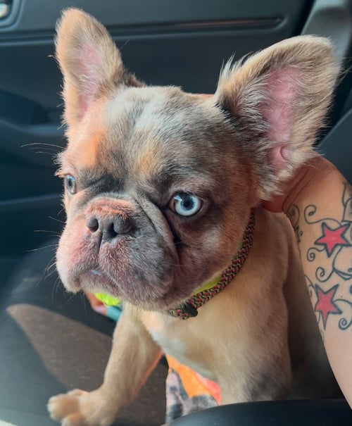 SKYE - French Bulldog / French Bulldog available for adoption
