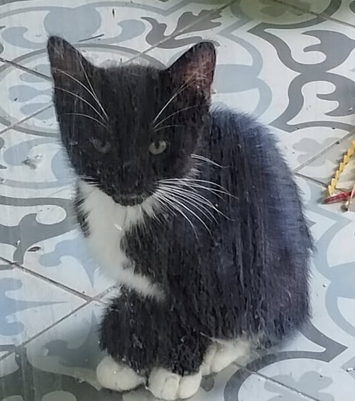 TOMMY - PSD - Domestic Short Hair available for adoption
