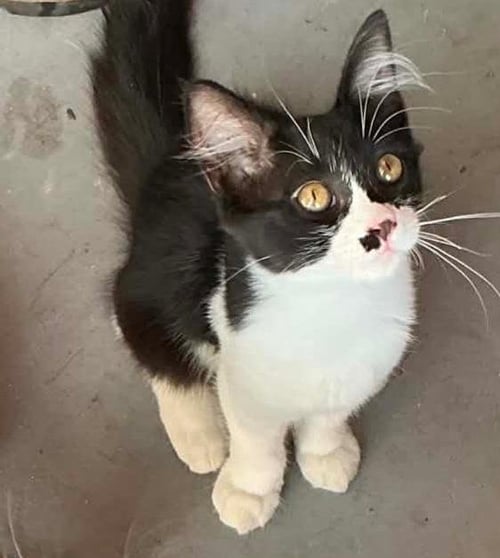 CINDY CRAWFORD - PSP - Domestic Short Hair available for adoption