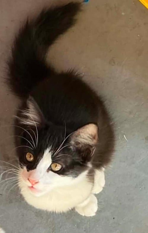 ASHLEY JUDD - PSP FOSTER HOME - Domestic Long Hair available for adoption