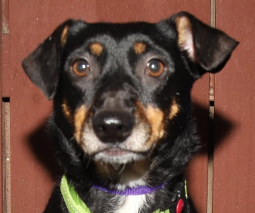 ZUES - Manchester Terrier available for adoption