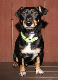 Zues - Photo 3