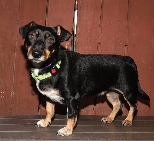 ZUES - Manchester Terrier available for adoption
