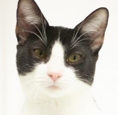 SEBASTIAN - American Shorthair available for adoption