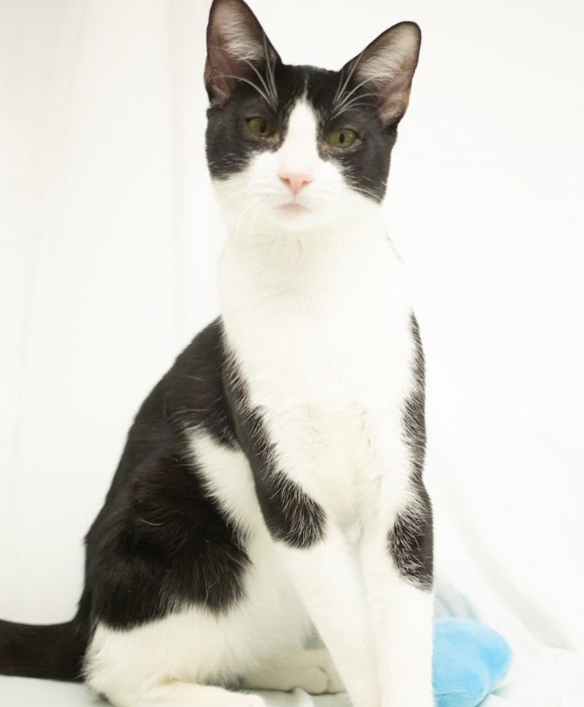 SEBASTIAN - American Shorthair available for adoption