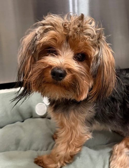 PIPER - Yorkshire Terrier Yorkie available for adoption