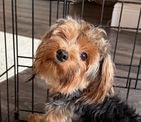 PIPER - Yorkshire Terrier Yorkie available for adoption