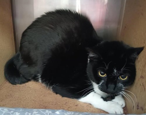 MEOW MEOW - PSP - Domestic Short Hair available for adoption