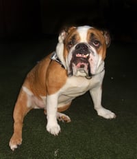 Renzo - Photo 3