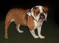 Renzo - Photo 2