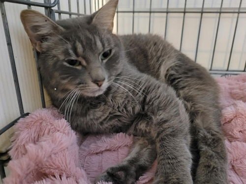 CASHMERE - PETSMART PLANTATION FOSTER HOME - Domestic Short Hair available for adoption