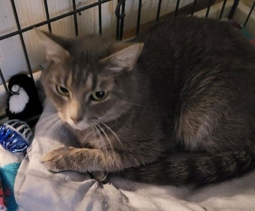 CASHMERE - PETSMART PLANTATION FOSTER HOME - Domestic Short Hair available for adoption