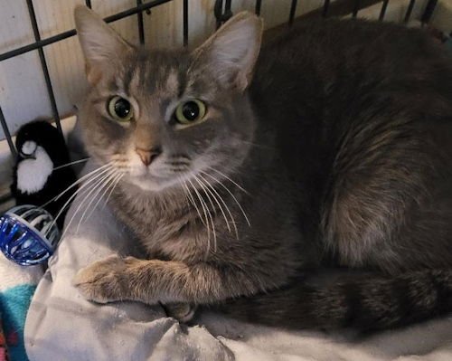 Cashmere - Petsmart Plantation Foster Home - Photo 3