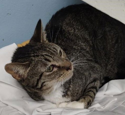 SWEETIE - Domestic Short Hair available for adoption