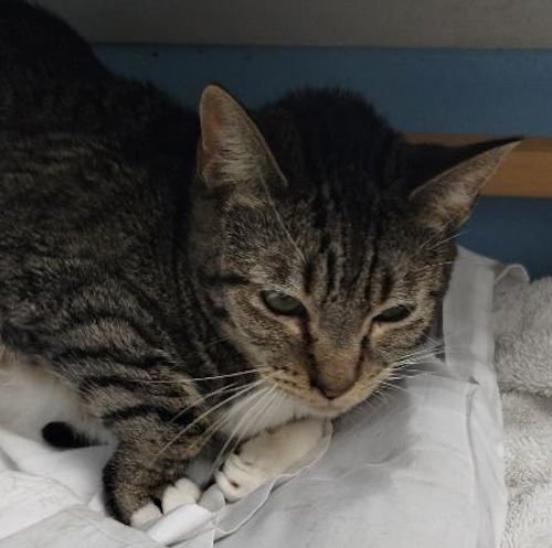 SWEETIE - Domestic Short Hair available for adoption