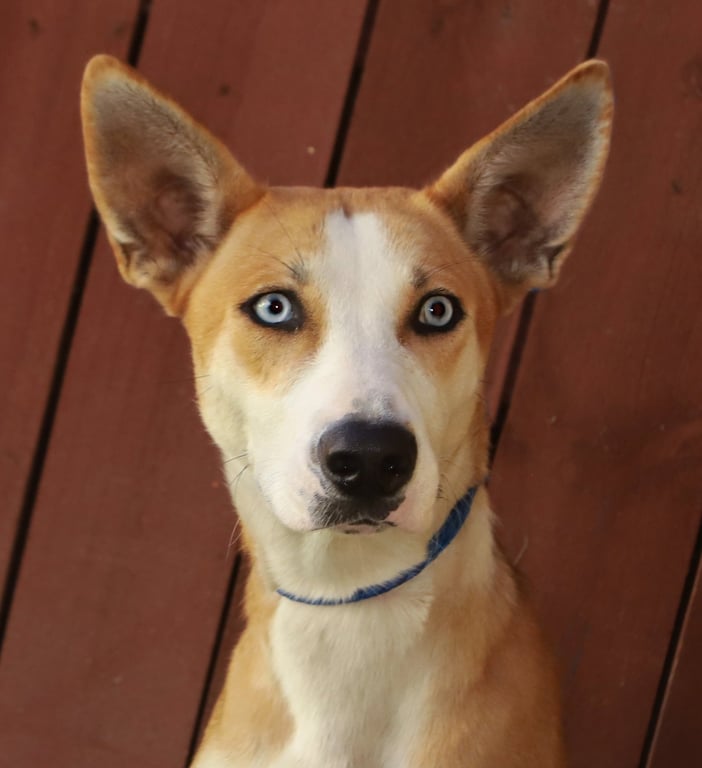 Hannah Image